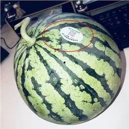 网红吃瓜制品,揭秘网络红人美食新宠  第2张